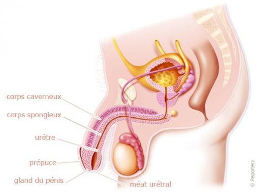 Anatomie du pénis