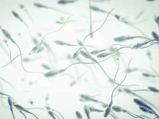 Semenax: avoir une bonne qualité de sperme