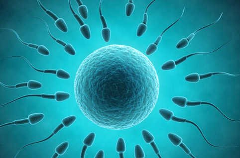 Régénération et Renouvellement du sperme : Et si on en parlait !