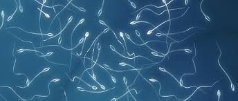 5 moyens d’améliorer la fertilité masculine et le nombre de spermatozoïdes