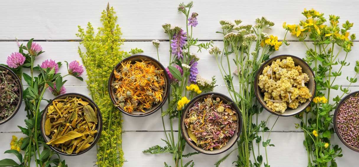 Substitut au Tabac et au Chanvre